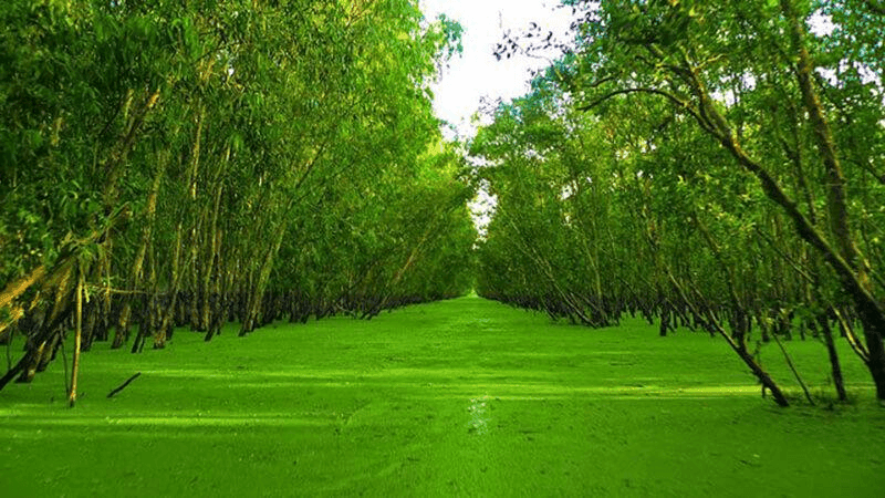 Rừng Tràm Trà sư với một màu xanh mát trong lành