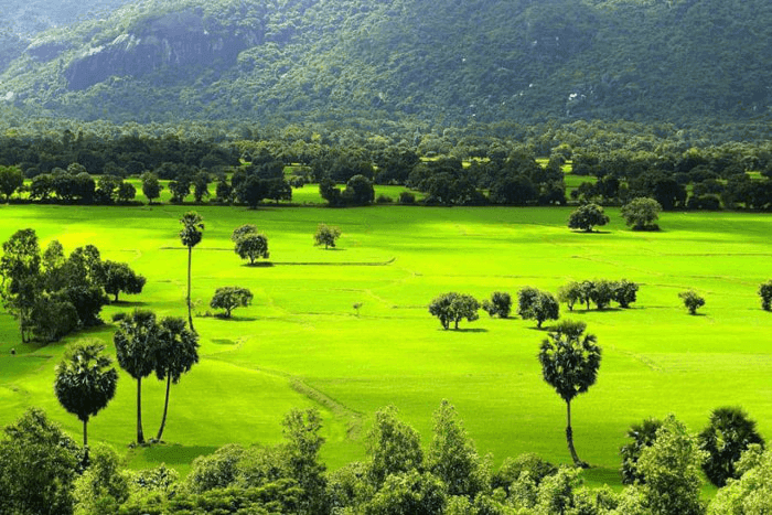 Rừng tràm Tân Tuyến địa điểm trekking tại An Giang