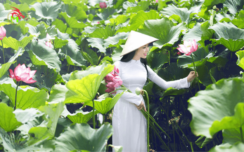 Chụp hình với hoa sen