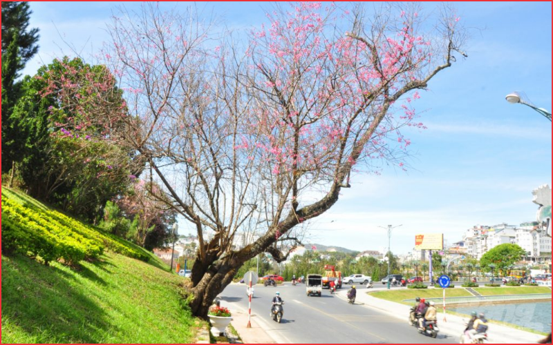 Địa điểm chụp ảnh tết đà lạt