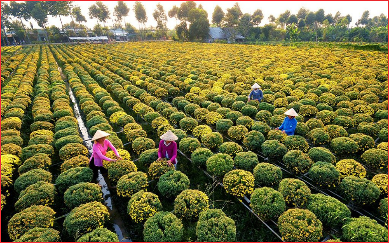 Địa điểm chụp ảnh tết đồng tháp